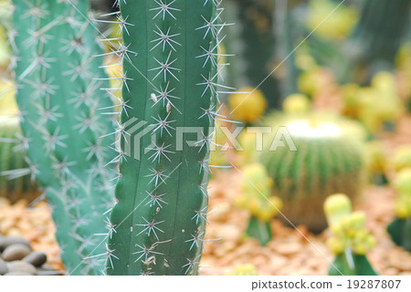 colorful cactus, close up image colorful cactus, close up image 19287807