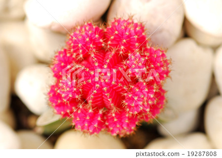 colorful cactus, close up image colorful cactus, close up image 19287808