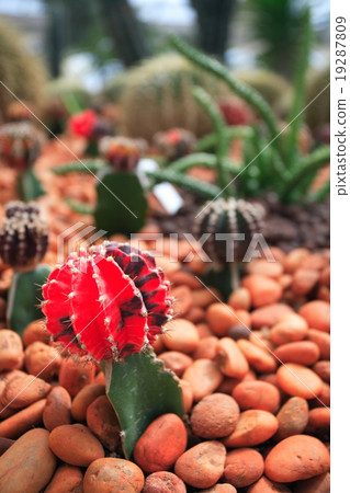 colorful cactus, close up image colorful cactus, close up image 19287809