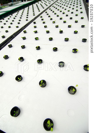 Hydroponic organic vegetable plots Hydroponic organic vegetable plots 19287810