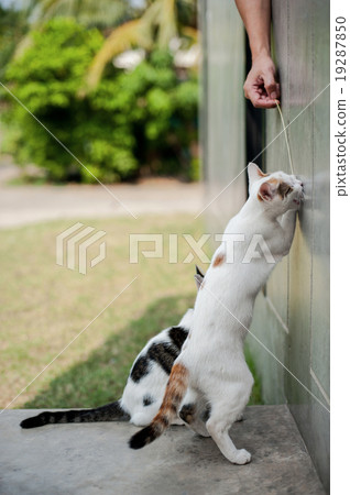 Cute cat playing Cute cat playing 19287850