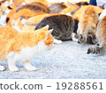 Ehime Prefecture Qingdao (Cat Island) Cats gathering in the food 19288561