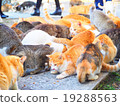 Ehime Prefecture Qingdao (Cat Island) Cat catching foods 19288563