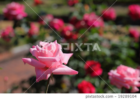 Carinera花/上升了 Carinera花/上升了 19289104