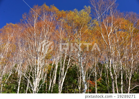 White birch forest of yellow leaves White birch forest of yellow leaves 19289271