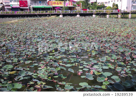 台灣高雄蓮花池 19289539