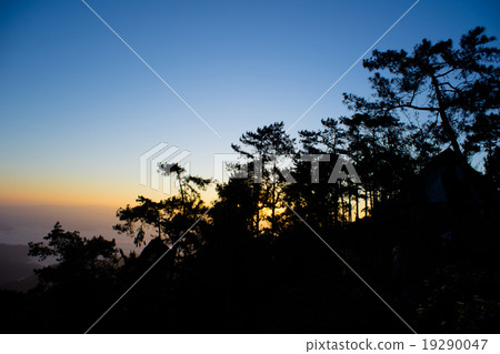 Beautiful sunset with silhouette tree 19290047
