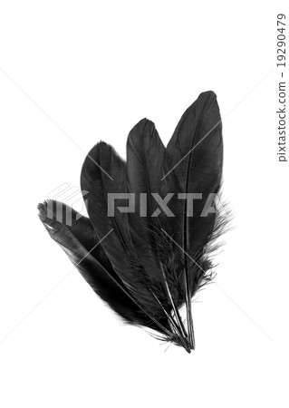 Black feathers on white background. Black feathers on white background. 19290479