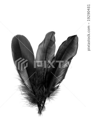 Black feathers on white background. Black feathers on white background. 19290481