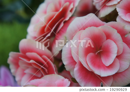 Begonia 19290929
