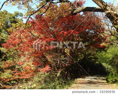 Momige（秋葉，黃葉） 19290936