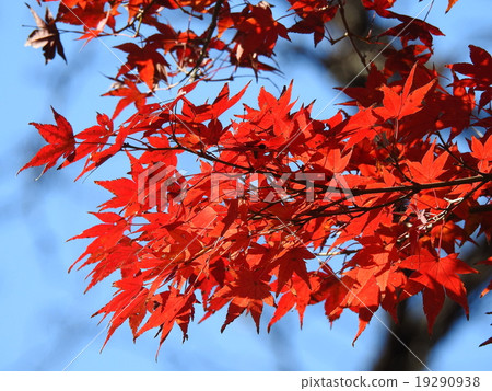 Momige（秋葉，黃葉） 19290938