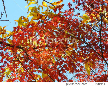 Momige (autumn leaves, yellow leaves) 19290941