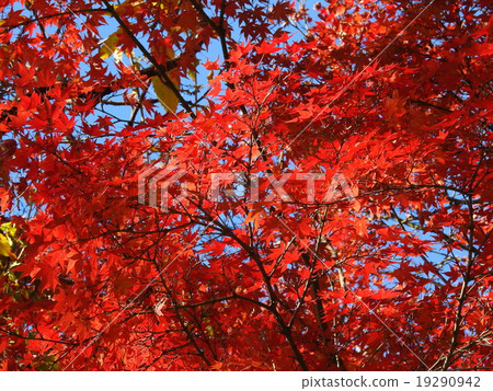 Momige（秋葉，黃葉） 19290942