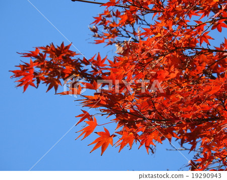 Momige（秋葉，黃葉） 19290943