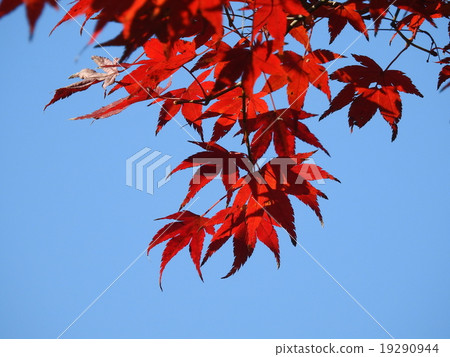 Momige (autumn leaves, yellow leaves) 19290944