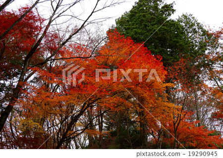 秋天的彩色圖像（Koromi河） 19290945