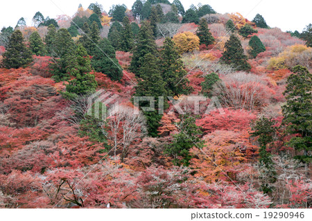 彩色圖像（小春河） 19290946