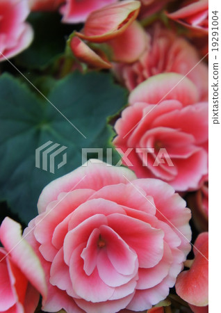 Begonia 19291004