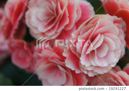 Begonia 19291227