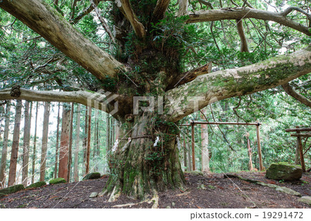 Manshin Shrine Mushroom tree Akita prefecture natural monument 19291472