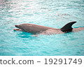 Dolphin 19291749