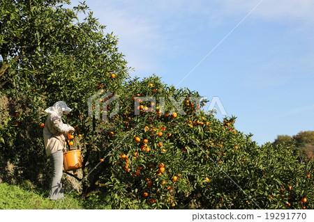 Harvest of oranges 19291770