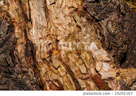 Poplar bark background. Poplar bark background. 19292167