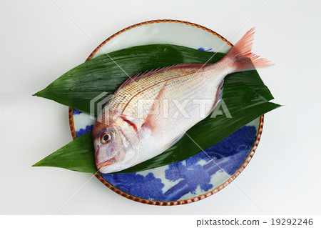 Red snapper 19292246