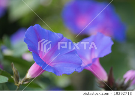 牽牛花 牽牛花 19292718