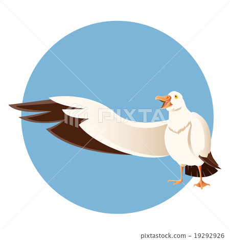 Happy greeting albatross 19292926