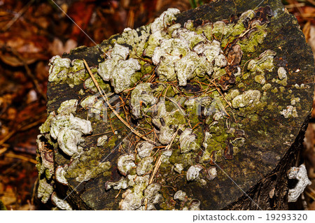 Saw cut tree trunk overgrown with fungi. 19293320