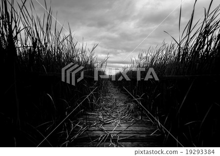 Wooden path trough the reed 19293384