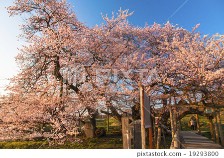 石櫻桃樹 19293800