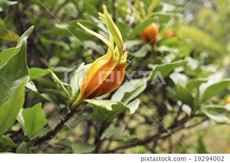 梔子果實 19294002