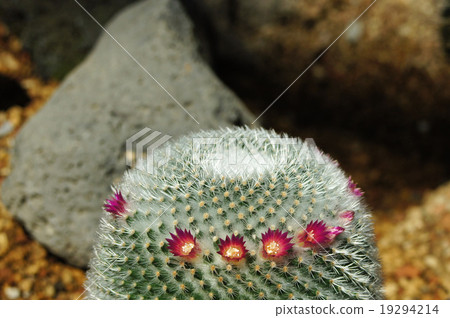 Cactus · moon fly circle 19294214