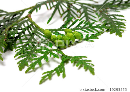 Twig of thuja with green cones isolated on white Twig of thuja with green cones isolated on white 19295353