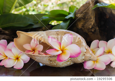 pink fragrant flower plumeria or frangipany in sea conch shell pink fragrant flower plumeria or frangipany in sea conch shell 19295506