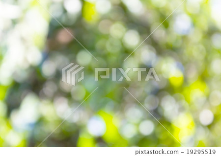 Fresh soft green colour bokeh bush tree and sunlight Fresh soft green colour bokeh bush tree and sunlight 19295519