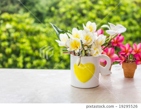 Beautiful fresh young mini white and yellow flower plumeria or f Beautiful fresh young mini white and yellow flower plumeria or f 19295526
