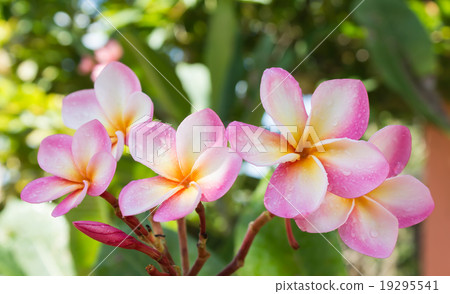 sweet pink flower plumeria bunch and natural background 19295541
