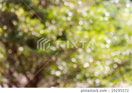 Fresh soft green colour bokeh bush tree and sunlight Fresh soft green colour bokeh bush tree and sunlight 19295572