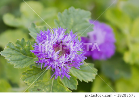 Lovely violet colour blossom flower Queen Anne's Thistle Lovely violet colour blossom flower Queen Anne's Thistle 19295573