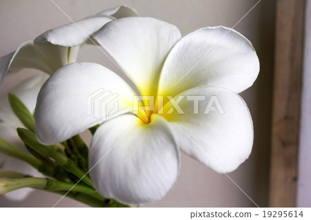 close up eautiful charming white flower plumeria 19295614
