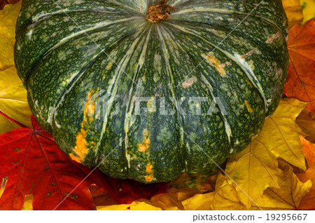 Pumpkin on autumn leaves Pumpkin on autumn leaves 19295667