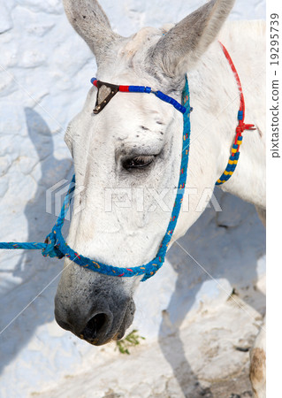 White donkey 19295739