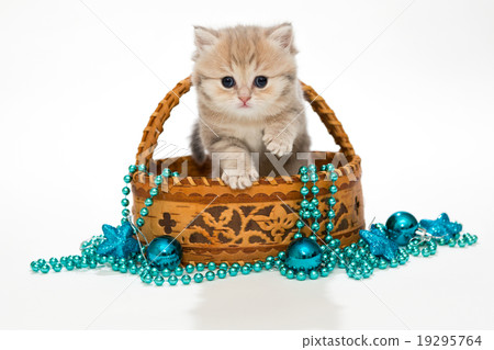 British kitten in a basket British kitten in a basket 19295764