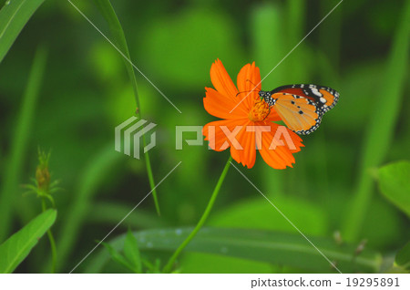 butterfly and sulphureus butterfly and sulphureus 19295891