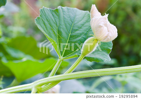 fresh unripe bottle gourd fresh unripe bottle gourd 19295894