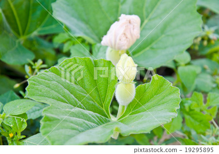 fresh unripe bottle gourd fresh unripe bottle gourd 19295895